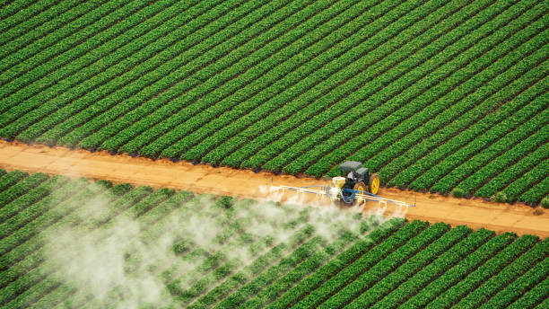 Best Ant Control Services  in Ellisville, MO