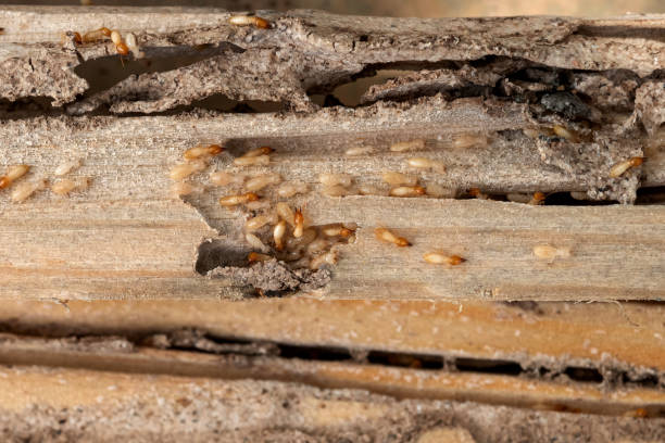 Best Emergency Pest Control  in Ellisville, MO