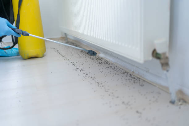 Professional Pest Control in Ellisville, MO